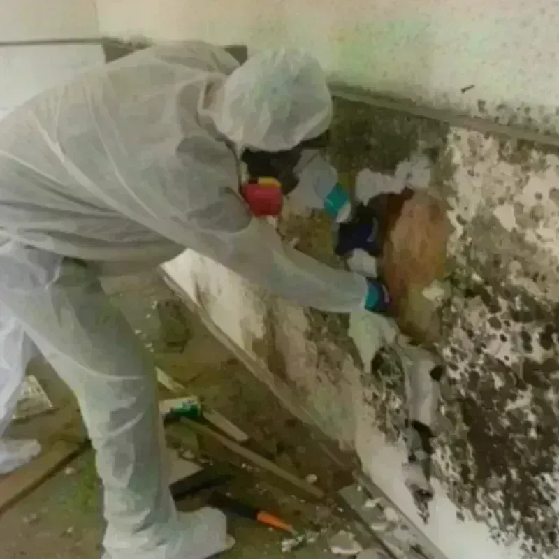 Mold Remediation and Removal in Marshall County, MN